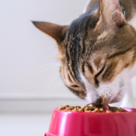 A happy Cat eating Royal Canin wet Cat food by the owner