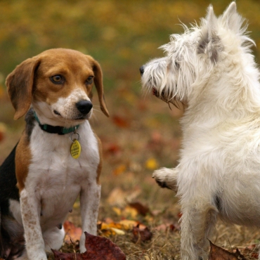 Flea Allergy in dogs